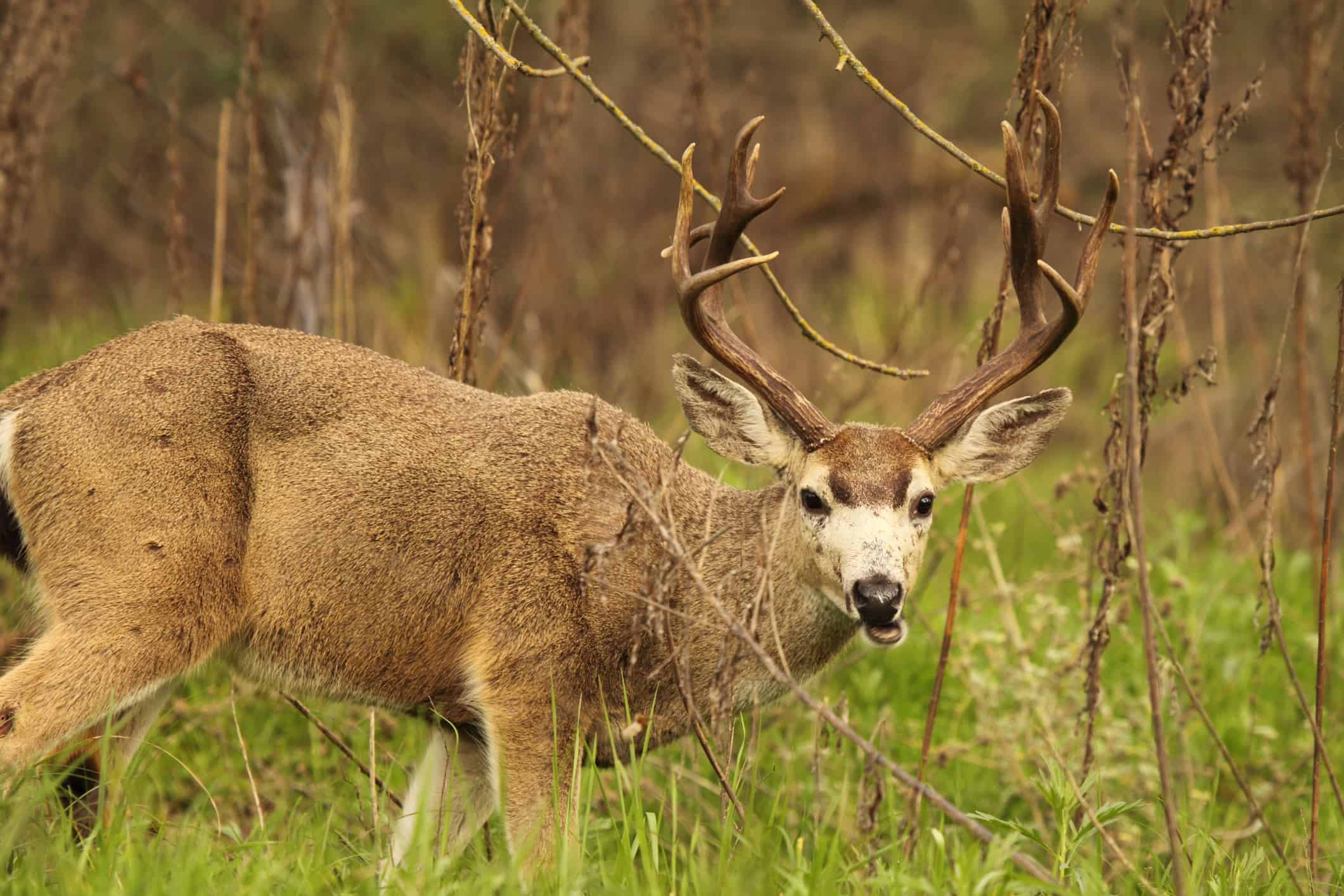 Large blacktail deer