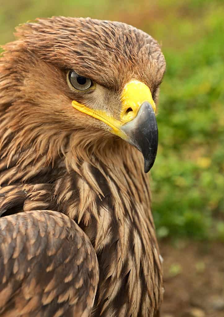 National bird of Egypt is the Steppe Eagle