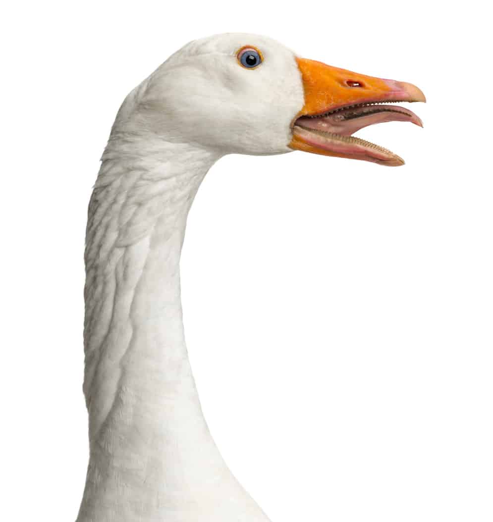 goose tongue