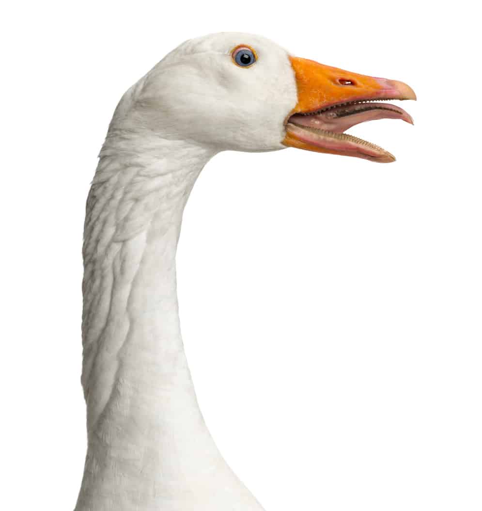 Goose Teeth: Everything You Need to Know - A-Z Animals