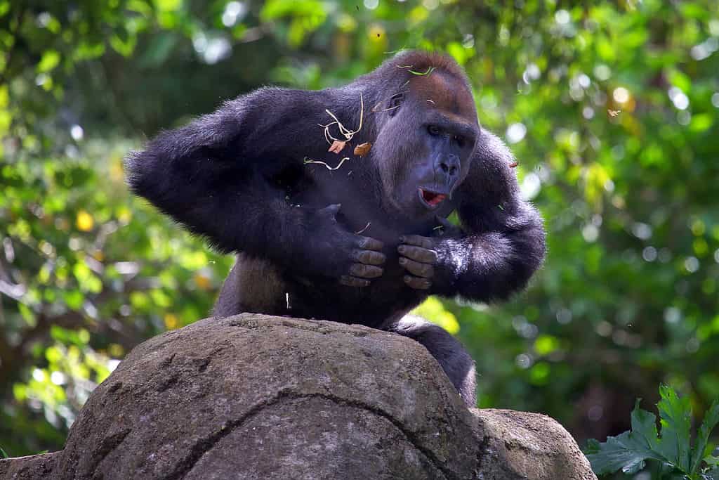 Silverback gorilla can strike with powefurful arms and chest