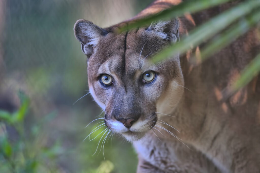 The Florida panther is the most endangered cat in North America.