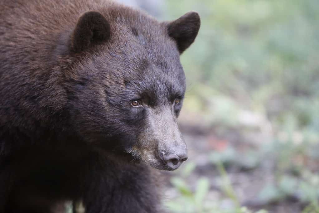 Largest black bear caught in New Mexico