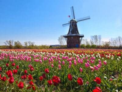A Tulip Festivals: What They Are And Where To Attend