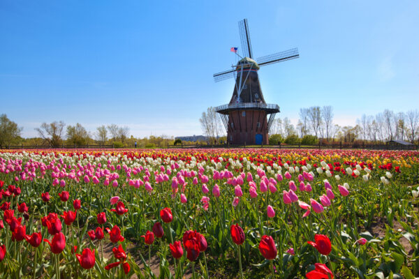 The Tulip Time Festival in Holland, Michigan is the largest tulip festival in the United States.