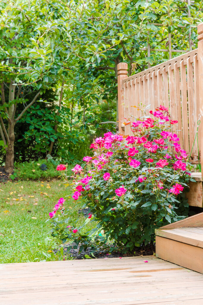 Knock out rose bush in the garden at backyard near patio, selective focus