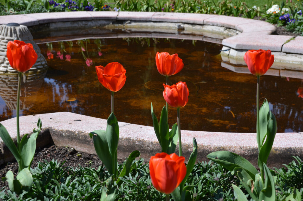 Tulip pamplona đỏ rực rỡ