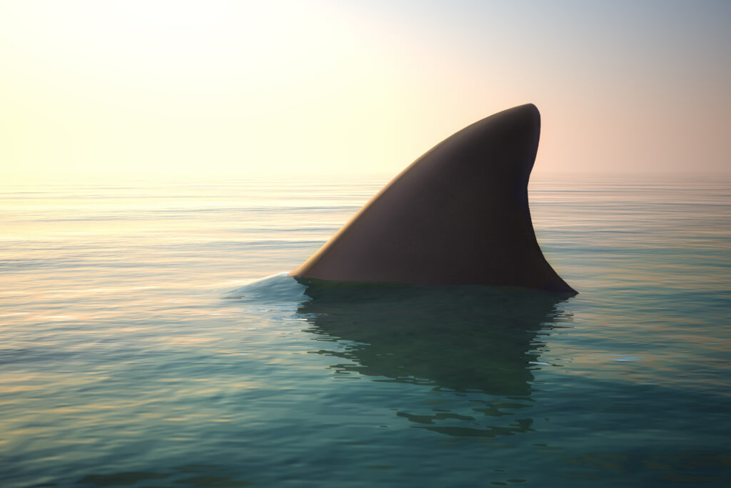 A great white shark's dorsal fin breaks the surface of the water.