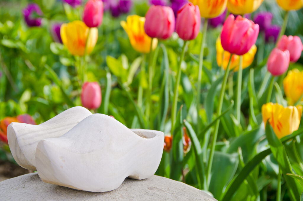 Pair of Dutch wooden shoes on a rock in a tulip garden.