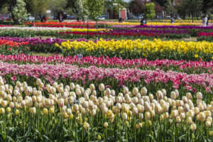 What Color Are Tulips: A Complete List Of Tulip Colors Picture