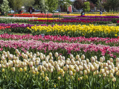 A What Color Are Tulips: A Complete List Of Tulip Colors