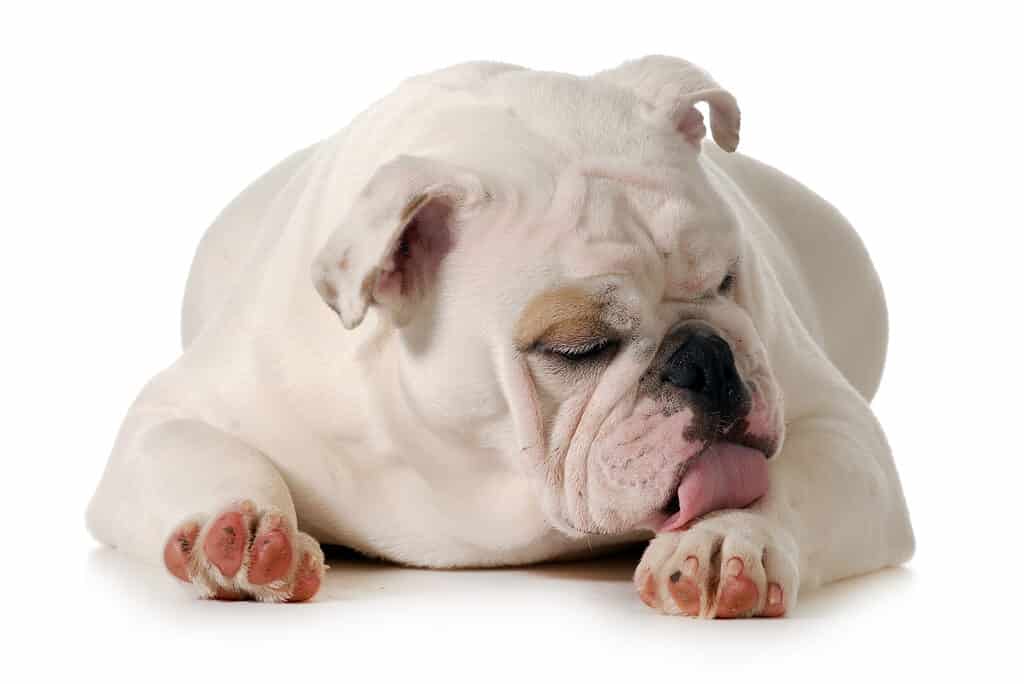 Bulldog licking front paw