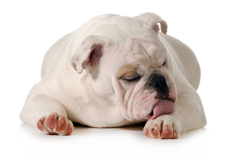 Bulldog licking front paw