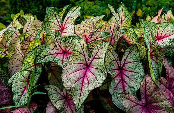 20 Great Shade Plants for Florida Yards - A-Z Animals