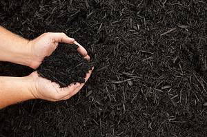 16 Reasons to Buy Organic Mulch For Your Yard Picture