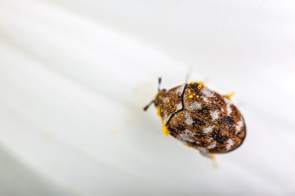 Varied carpet beetle on a while daisy petal