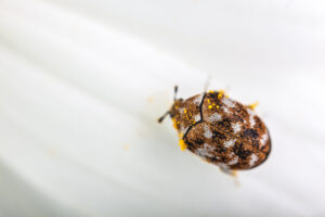 The 11 Scents That Repel Carpet Beetles Picture