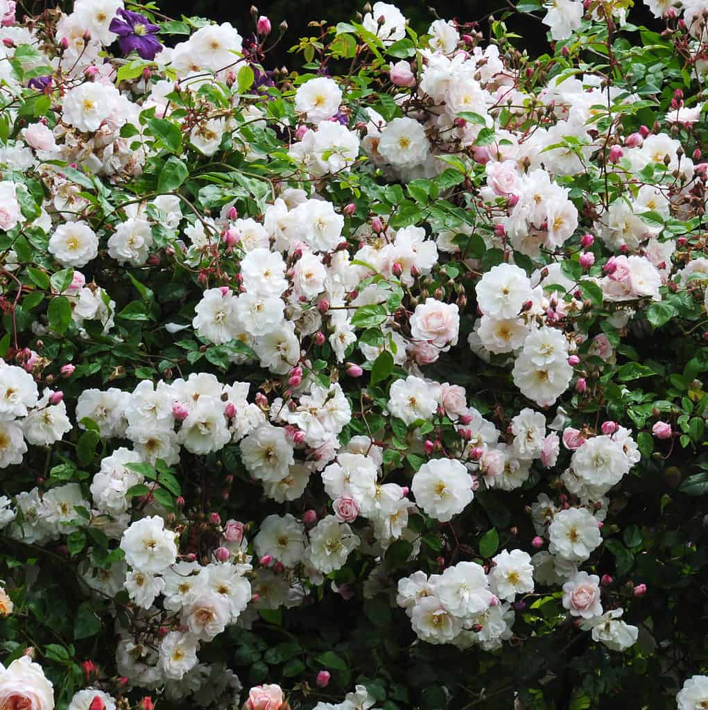Mortimer Sackler rose. perfect as a climber in an English country garden.