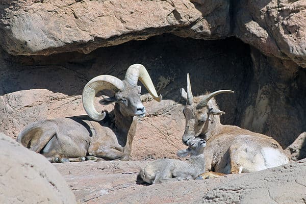 Desert bighorn sheep (Ovis canadensis nelsoni) family.