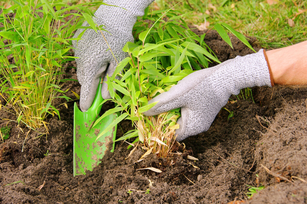 Bamboo planting in garden