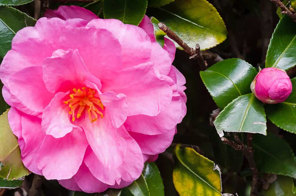 Pink flower carpet rose can be planted in a pot