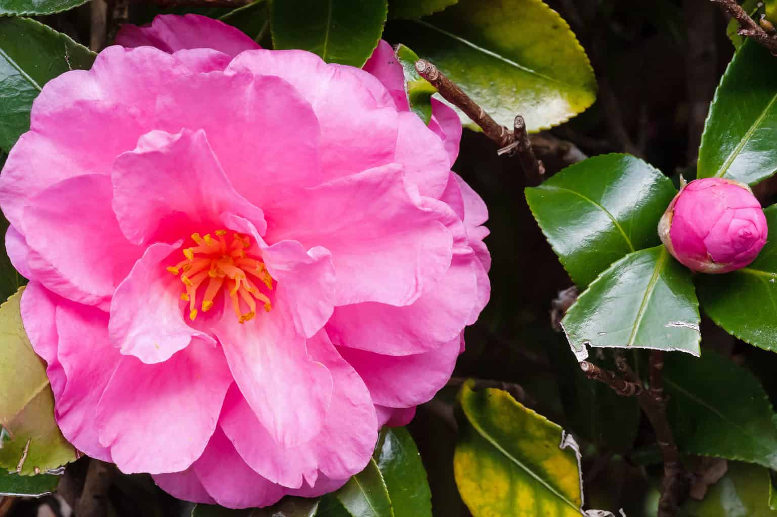 Knetucky Roses The Five Hardiest Roses to Grow In Kentucky