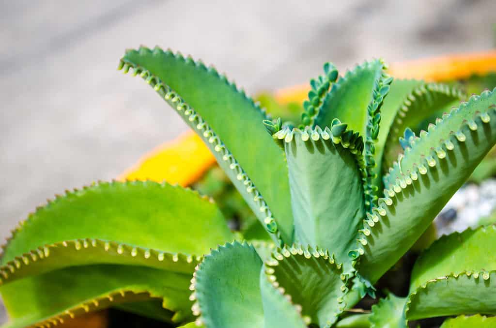 Mother of thousands plant
