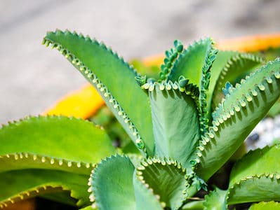 A Mother of Thousands Plant Watering Guide: How Much and When to Water