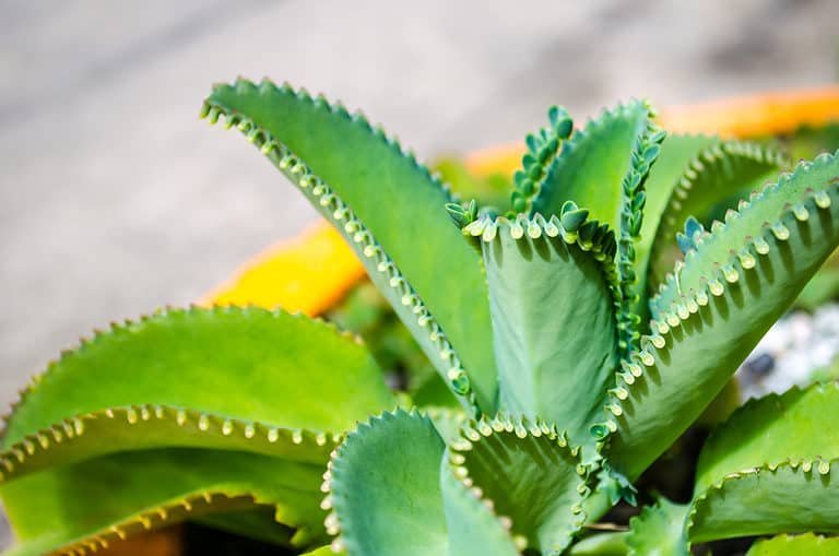 Mother of thousands plant