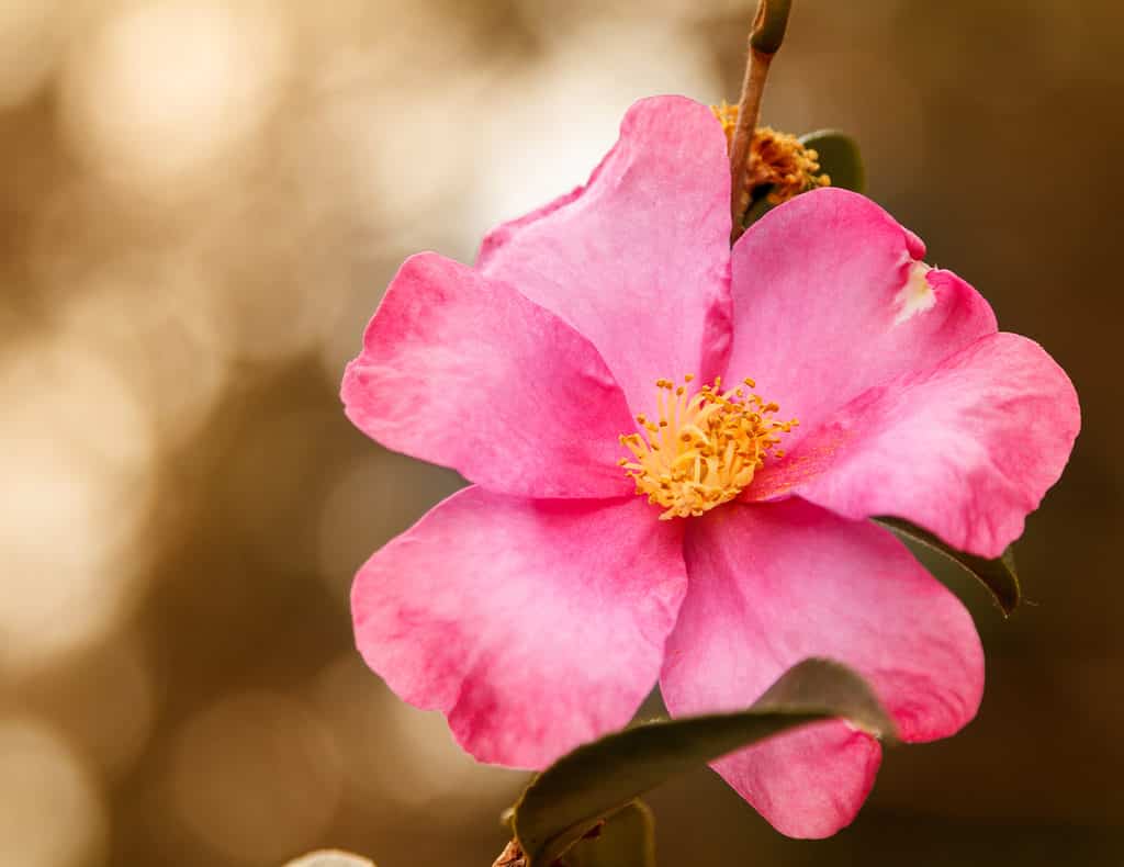 Close-up of a beautiful pink home run rose, toned a warm yellow.