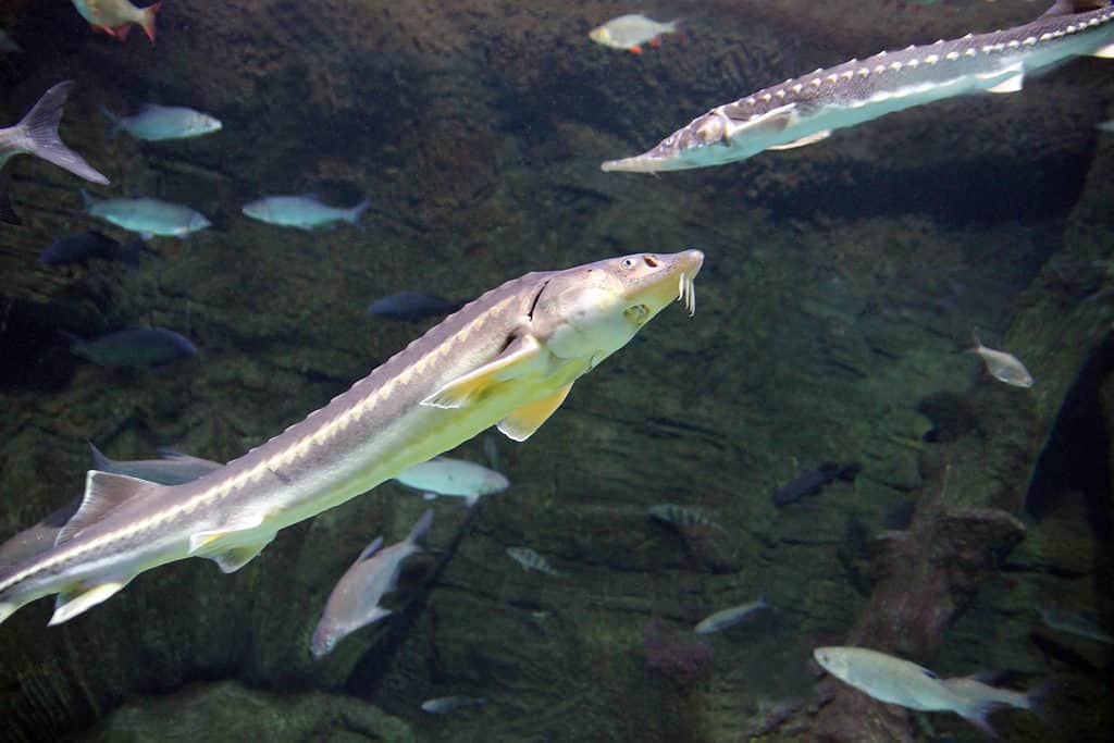 White sturgeon