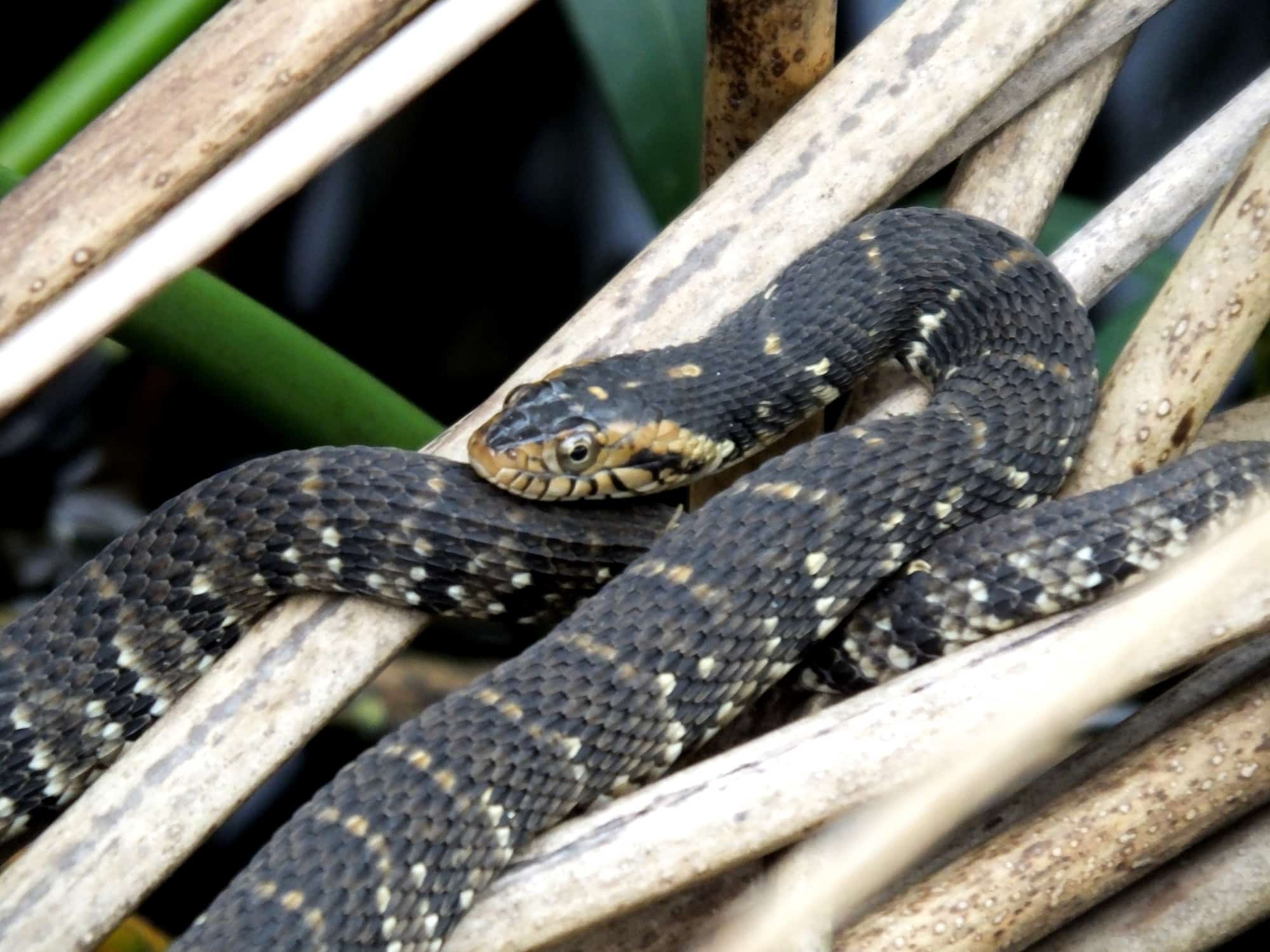 Banded water snake (Nerodia fasciata)