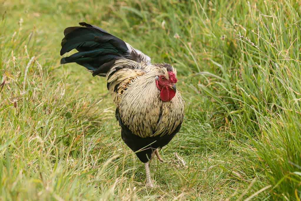 Dorking chicken in a meadow