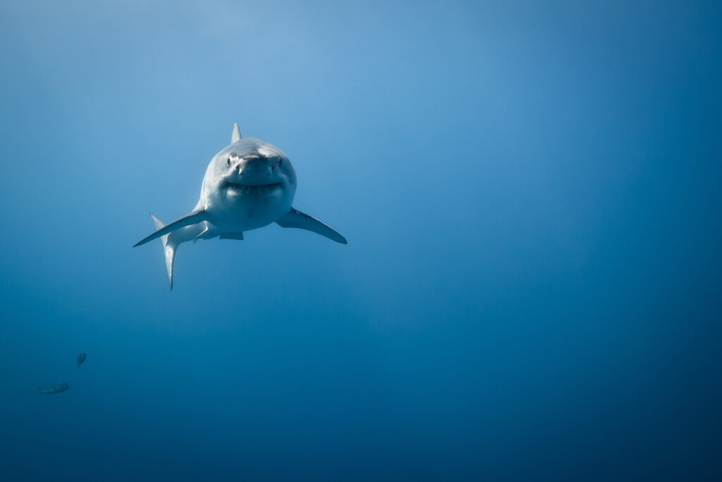 Great white shark - Carcharodon carcharias, in pacific ocean near the coast of Guadalupe Island - Mexico.