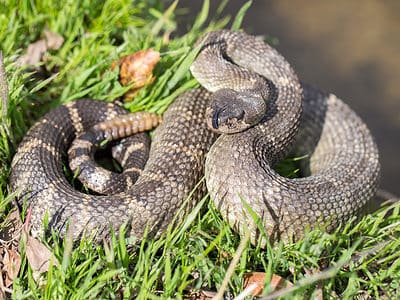 Western Rattlesnake (Northern Pacific Rattlesnake) Picture