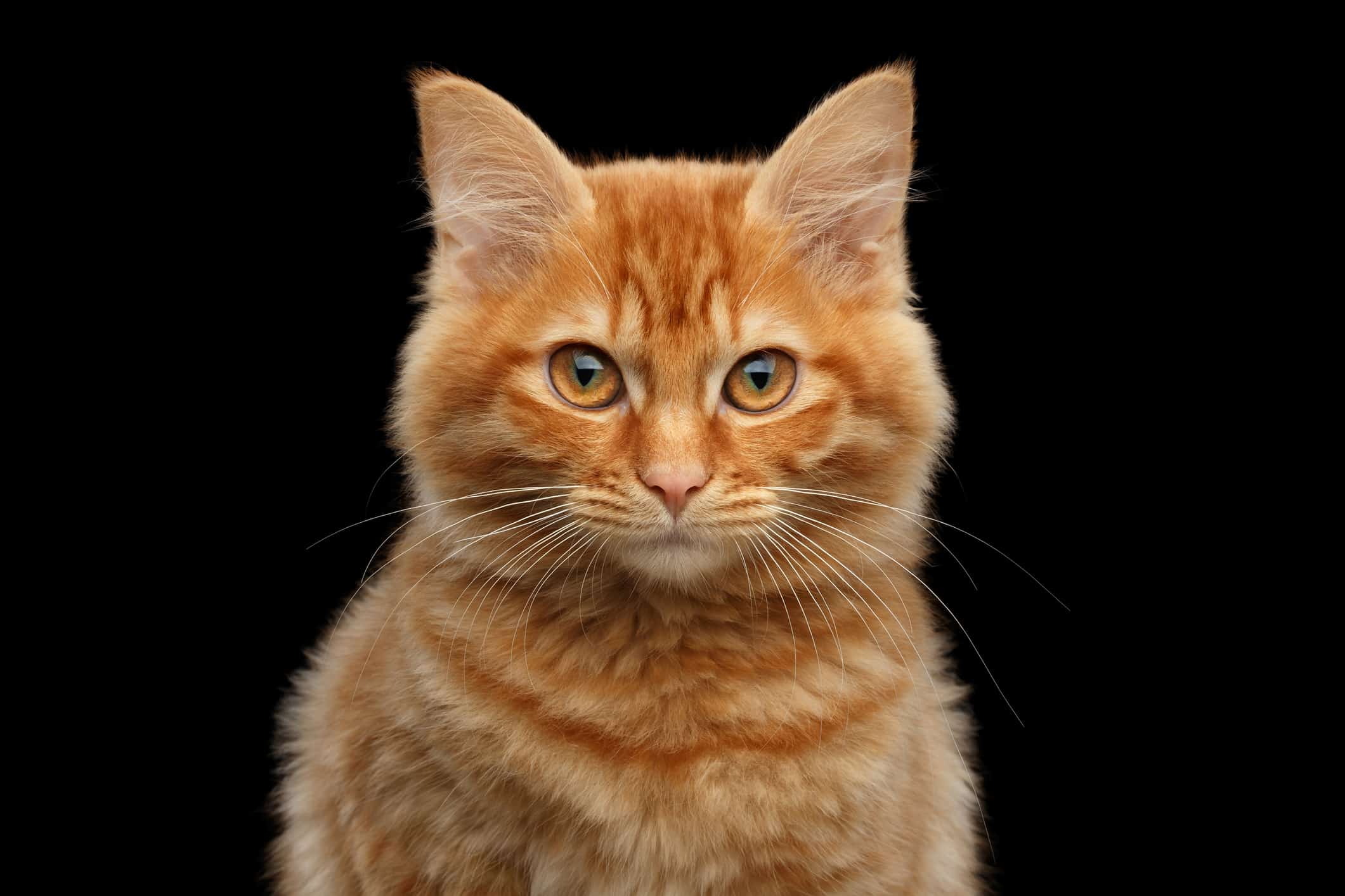 short haired orange tabby cat