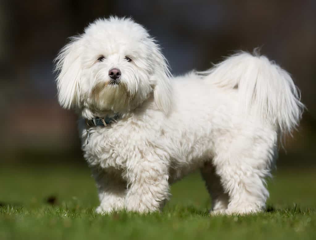 Coton de Tulear