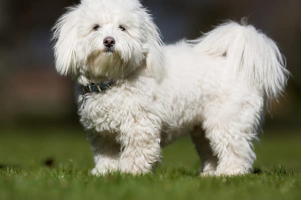 A coton de Tulear dog outdoors in the nature on a sunny day.