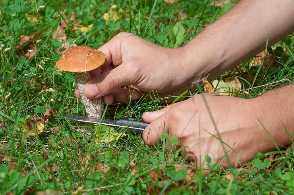 Knife to cut mushrooms when foraging