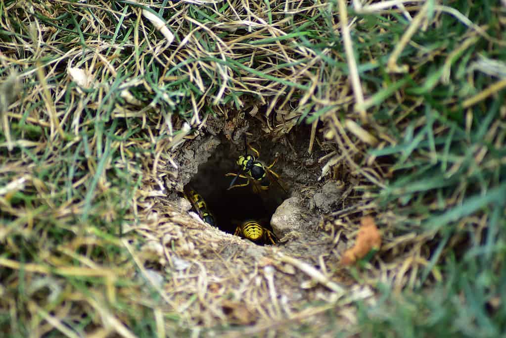 Bee or wasp entering its ground nest