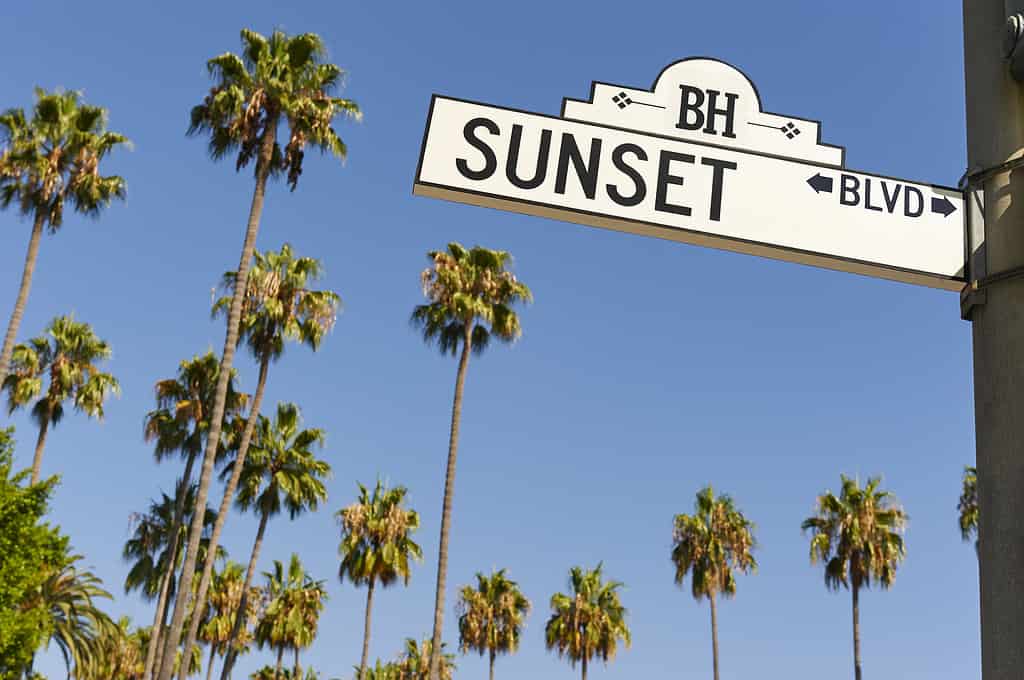Sunset Boulevard street sign with palm trees in the background.