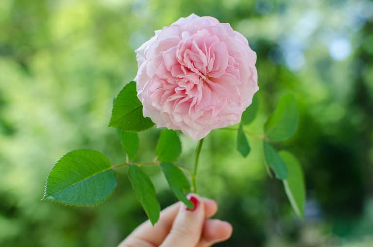 The James Galway rose is exceptionally heat tolerant.