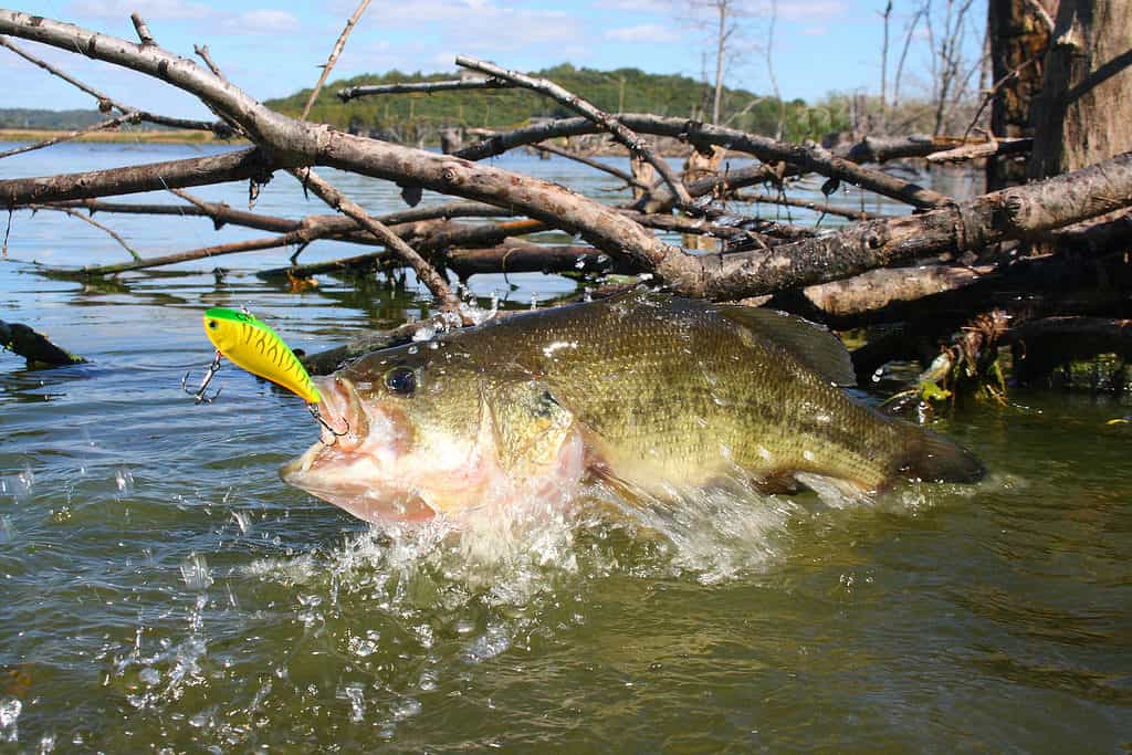 Largemouth bass are often found near lay downs or other structures where they can ambush their prey.
