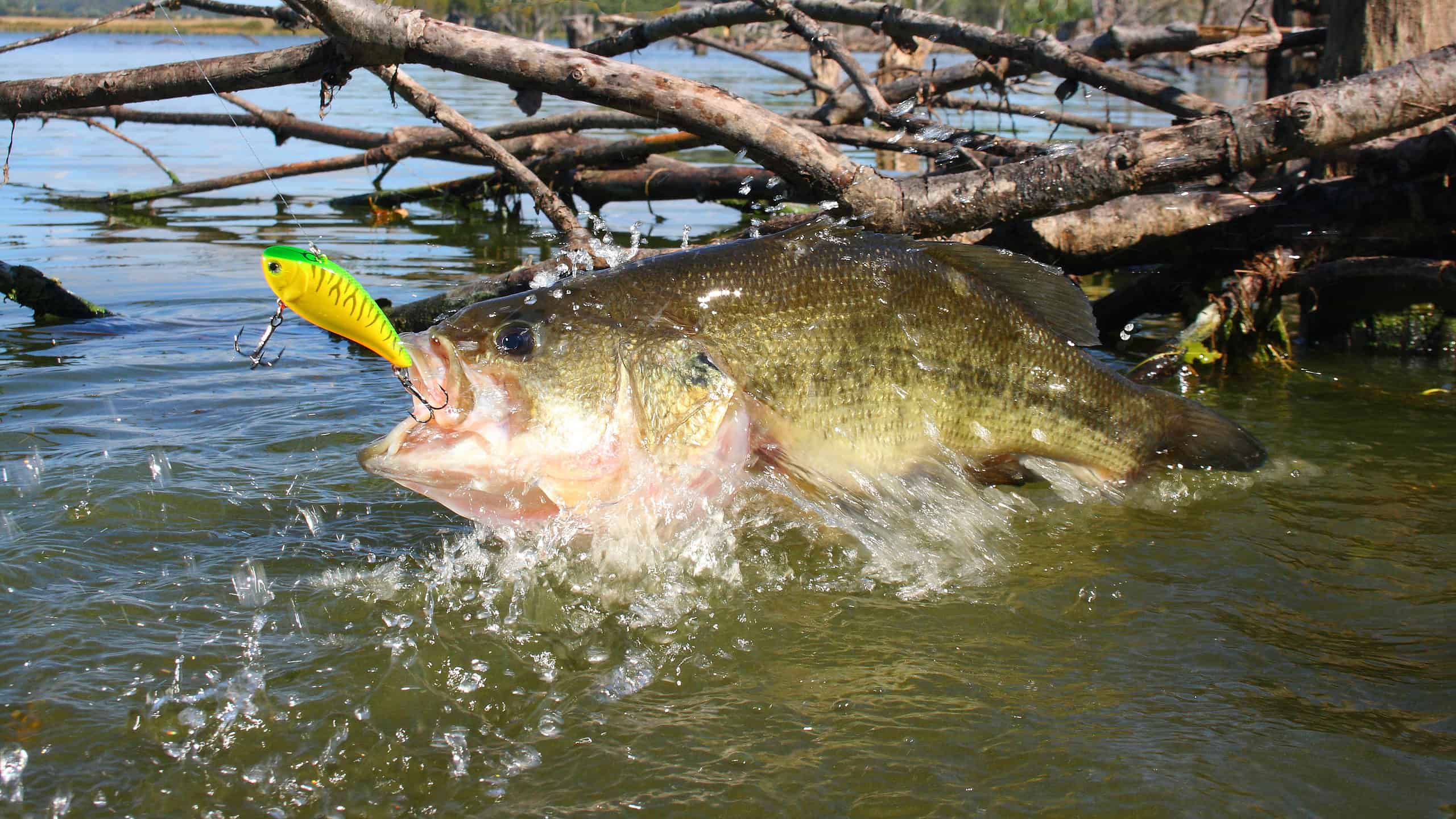 Largemouth bass are often found near lay downs or other structures where they can ambush their prey.