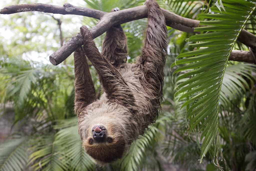 There are zoos all over the U.S. where you can "hang" with sloths!