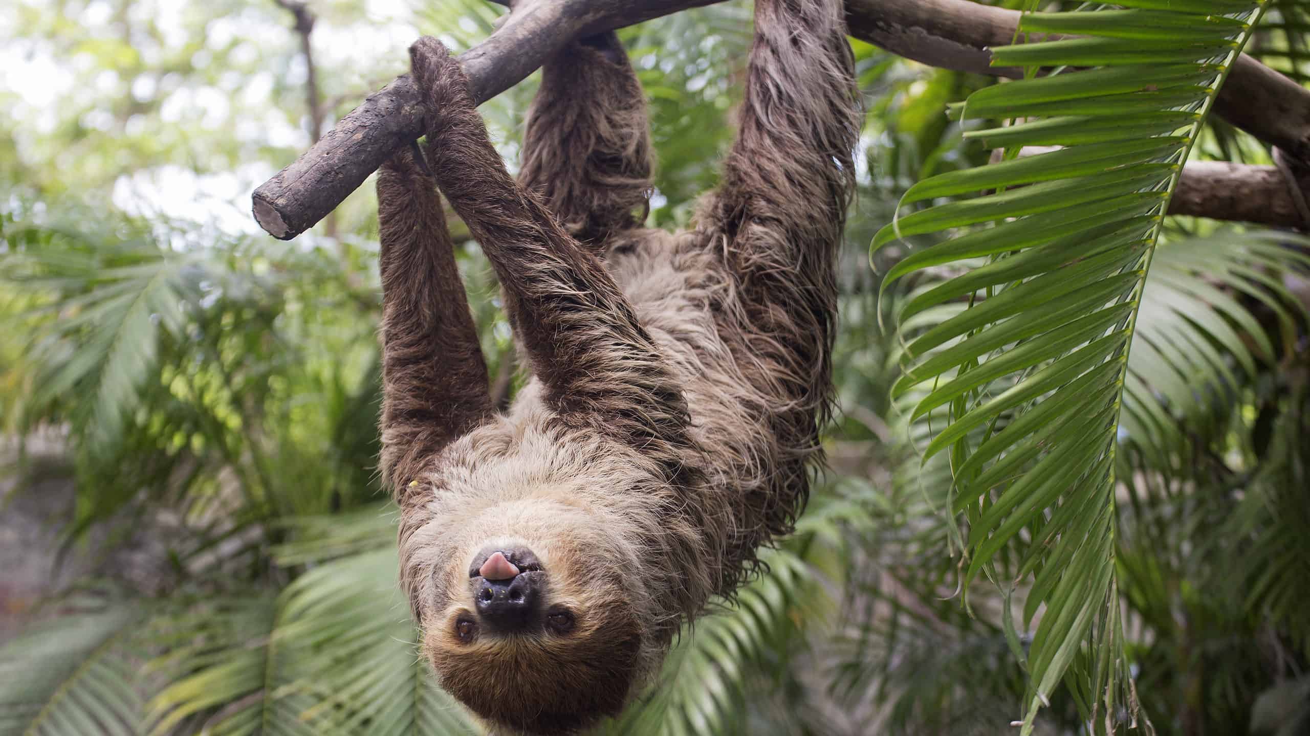 There are zoos all over the U.S. where you can "hang" with sloths!