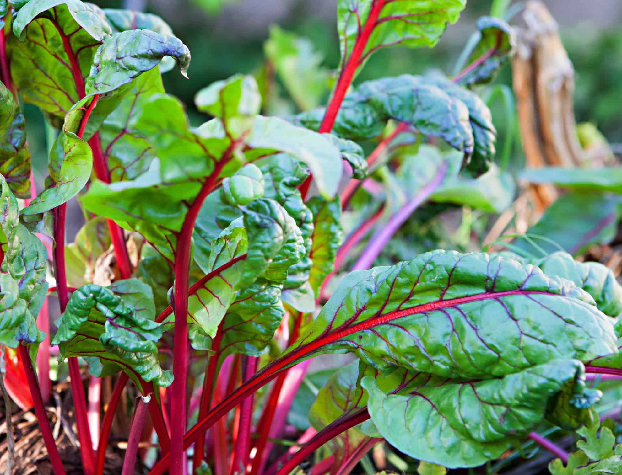 vegetables to plant in april