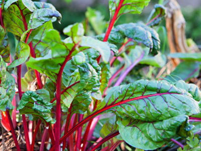 A The 8 Best Leafy Green Vegetables You Can Still Plant in October