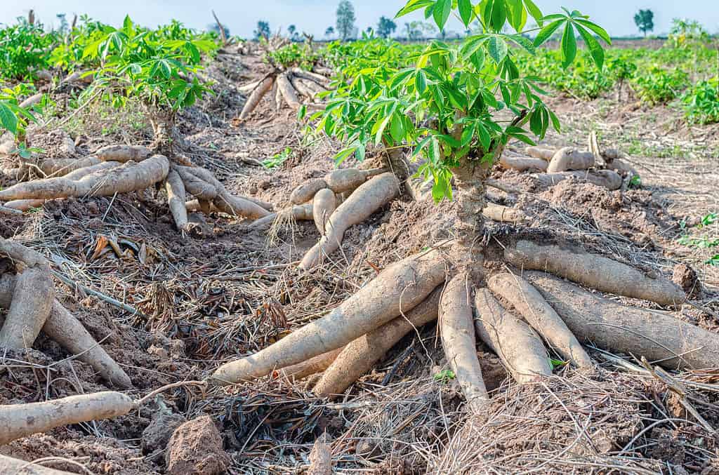 Freshly harvested cassava