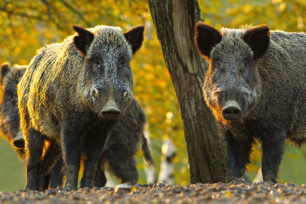 Wild boars, feral hogs (Sus scrofa) have four tusks